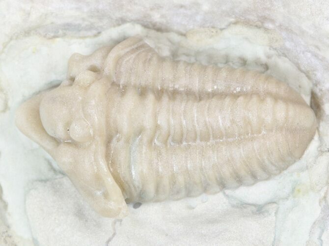Snout Nosed Spathacalymene Trilobite - Rare! #23287
